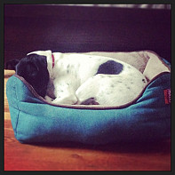 Charlie taking a nap after a long walk in the park.