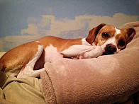 Ginger ready for her nap!!