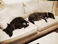 Otis and Woody napping