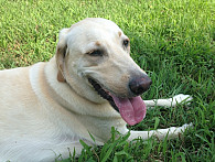 Mac resting after our long walk