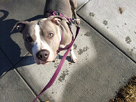 Mid-day walk with Nylah.