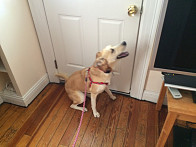 Kaya is ready for her Mid-Day Walk