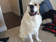 Say hello to Miss Pooh, our newest GCPC member.