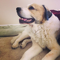 Miss Pooh after a good walk  and a nice treat, its time to rest