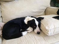 The most comfortable place in the house is taken!!!