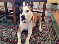 Chaney, resting after our walk. Grate pose.