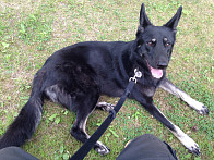 Dia resting on our midday walk