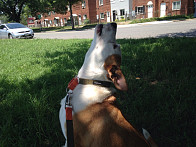 Chaney calling out the troops!