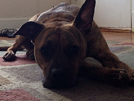 That adorable look ;-)