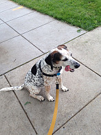 Talula having a good time on our walk