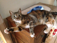 Mango is full from breakfast :)