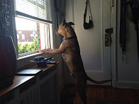 Keeping an on the house, neighbor hood watch!