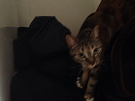 Mango came out to play